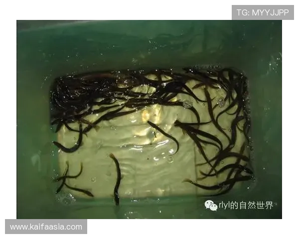 觊发k8官网安全性分析,保障企业容器环境的稳定与数据安全措施 觊发k8官网安全性分析,保障企业容器环境的稳定与数据安全措施